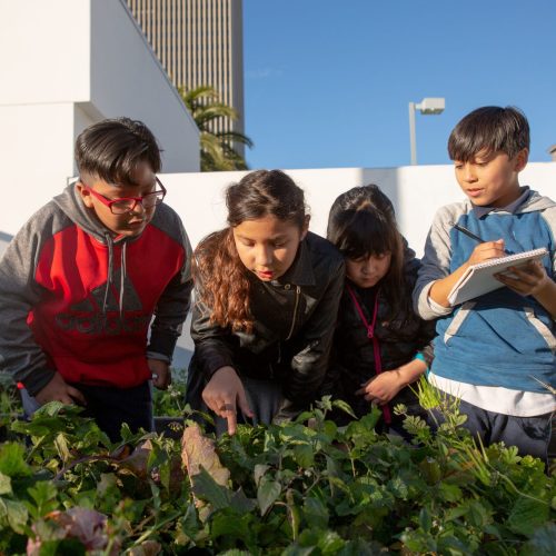 一群小学生检查学校花园里的植物。